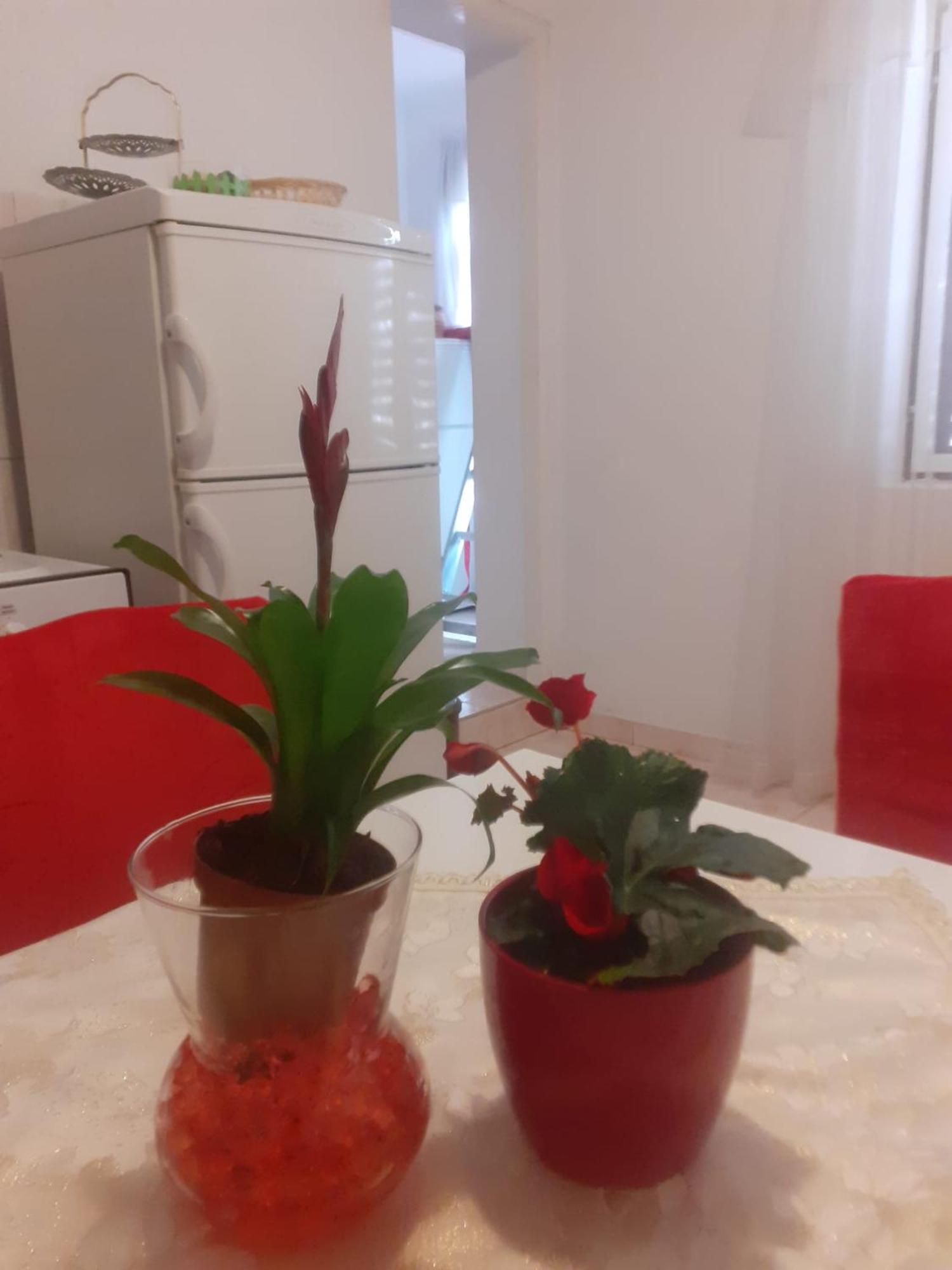 Apartman Sunce Raslina Экстерьер фото